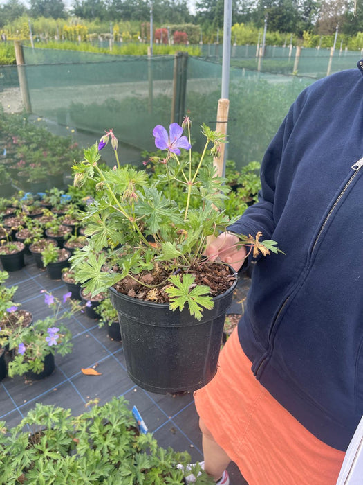 Geranium Johnson's Blue 3 Litre Pot