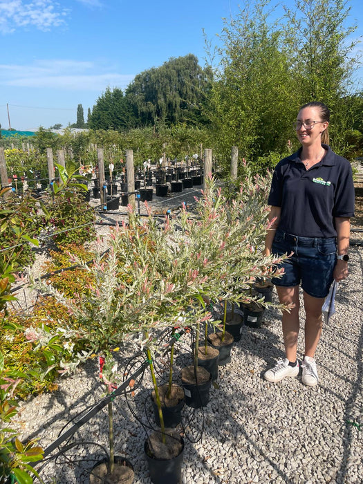 Salix integra Hakuro Nishiki Flamingo 3 Litre Pot 60cm Stem