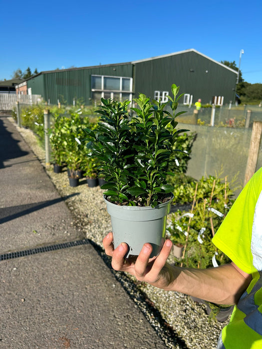 Euonymus Jap. Green Spire 13cm Pot