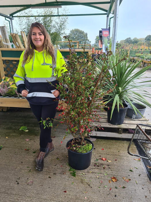 Euonymus Alatus 20 Litre Pot 120cm