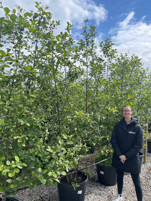 Alnus Incana Multi Stem 175/200cm Rootballed