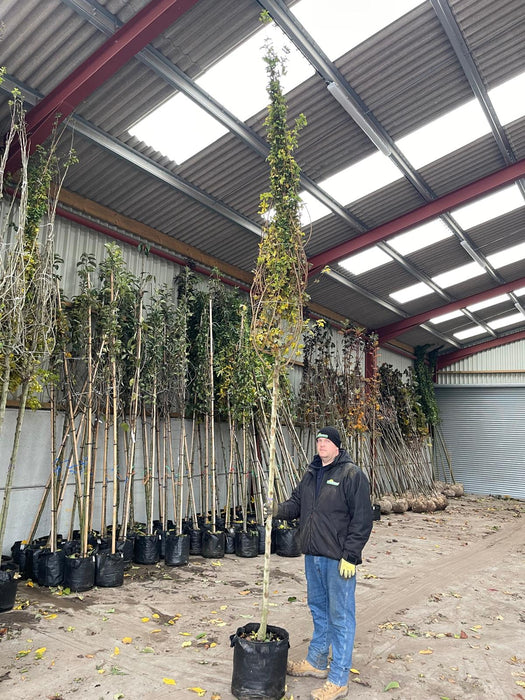 Acer campestre Elsrijk 12/14cm Girth 50 Litre Pot