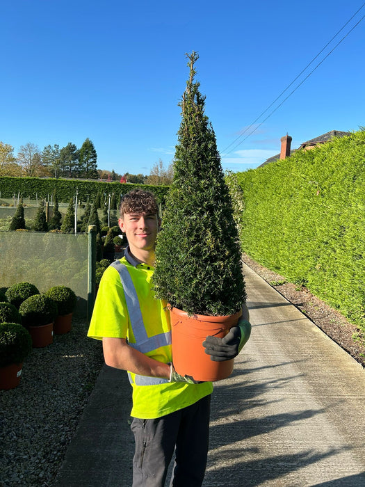 Taxus Baccata Cone 90/100cm