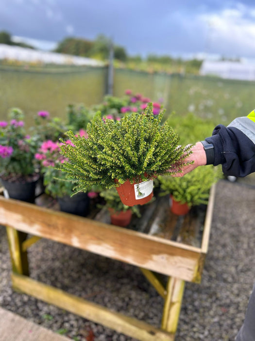 Erica Darleyensis Mix 13cm Pot