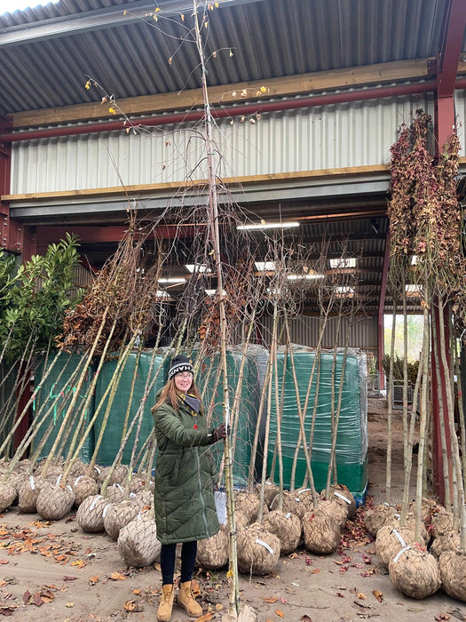 Betula Pendula Youngii Rootballed Standard 8-10cm Girth