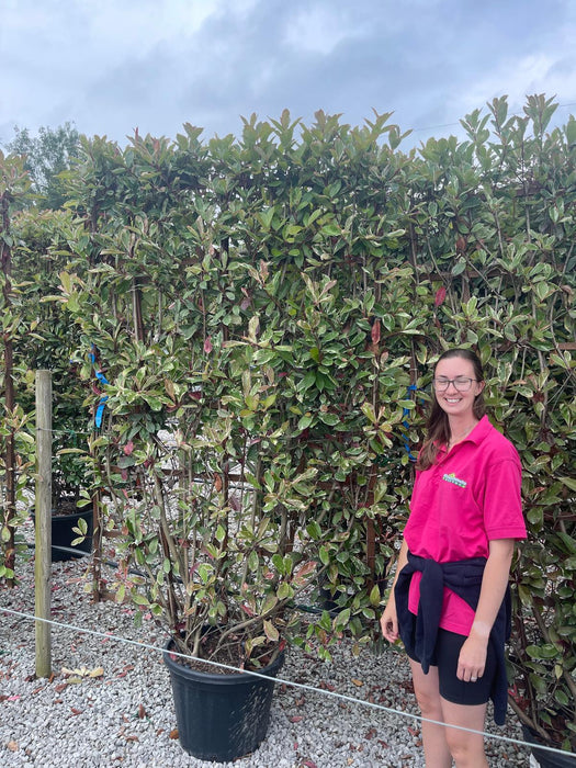 Photinia x fraseri Pink Marble Pleached Wall Frame 200 x 130cm