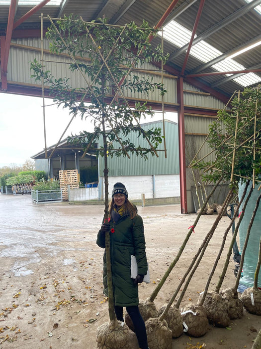 Prunus lusitanica Brenelia Pleached Rootballed 180 Stem Frame 120x120cm