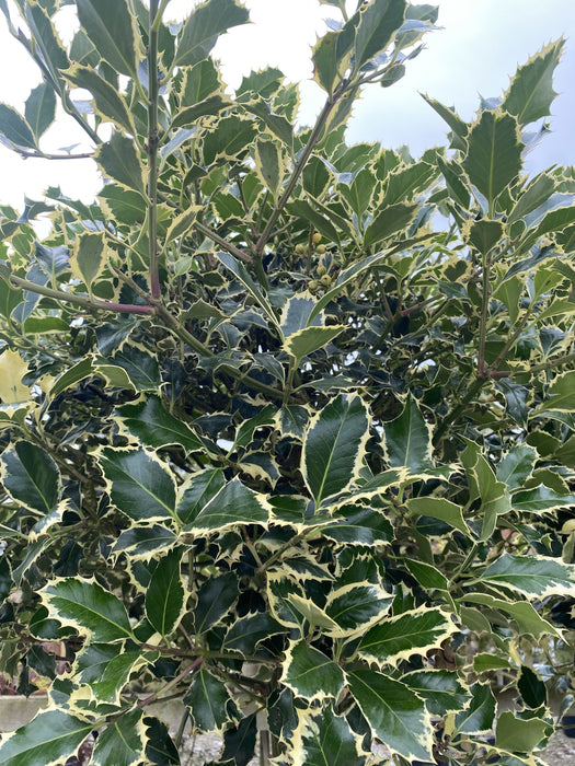 Ilex Aquifolium Argentea Marginata 20 Litre 1/2 Standard 110cm Stem