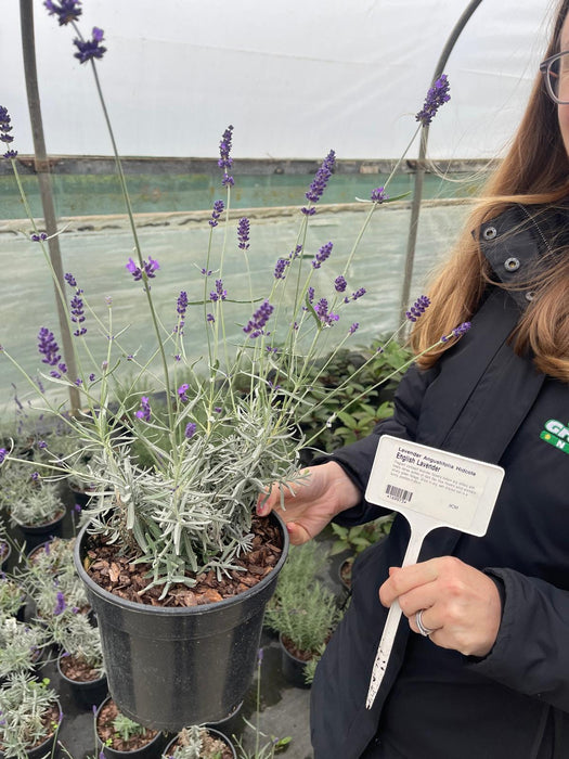 Lavender Angustifolia Hidcote 2 Litre Pot