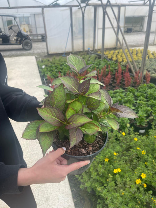 Hydrangea Mac. Sabrina 3 Litre Pot