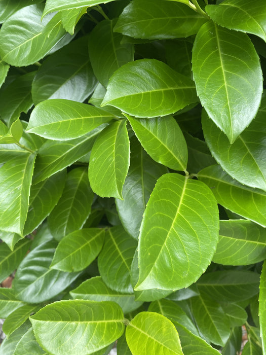 Cherry Laurel hedging 270-300cm Super Wide