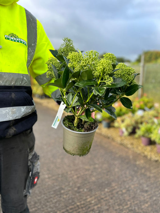 Skimmia Japonica White Globe 2 Litre Pot