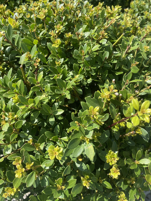 Ilex Crenata Dark Green Ball 15 Litre Pot 40-45cm