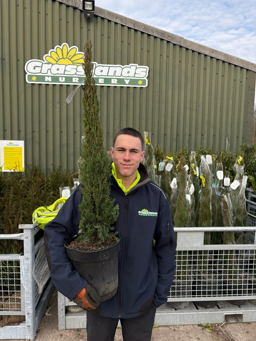 Cupressus sempervirens 9 Litre Pot