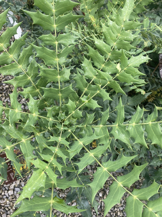 Mahonia media Winter Sun 4.5 Litre Pot