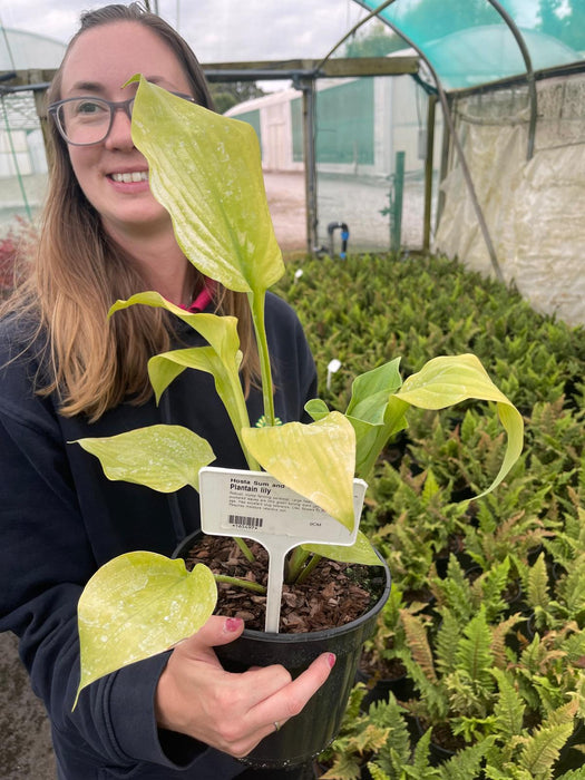 Hosta Sum and Substance 3 Litre Pot