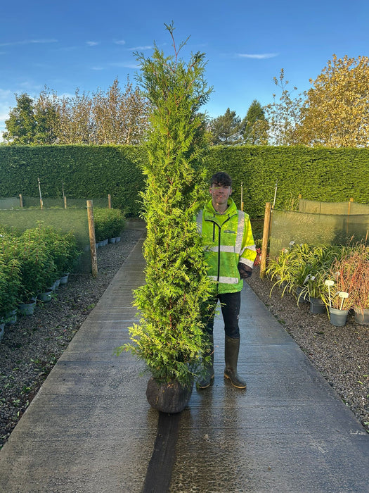 Thuja Brabant 225-250cm Root Ball