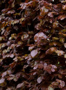 Copper Beech Fagus Sy. Atropunicea Pleached 150 Trunk 120 H x 150 W Frame