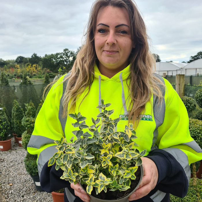 Euonymus Emerald and Gold 2 Litre Pot