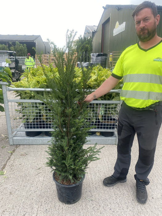 Yew Hedging 15 Litre Pot 110-120cm