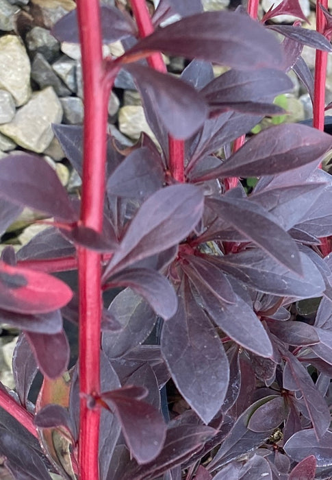 Berberis Hedging Red Chief 2 Litre Pot