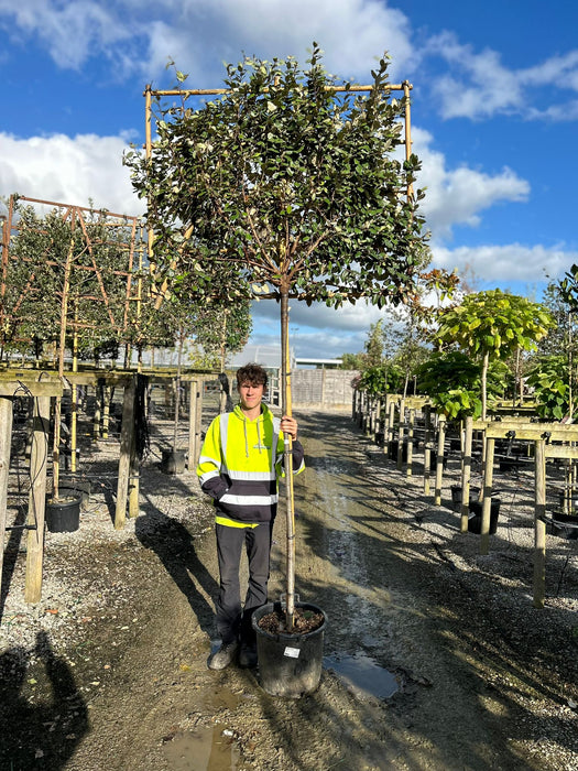 Elaeagnus Ebbingei Pleached Std 8/10cm Girth 180cm Stem 120x150cm Frame