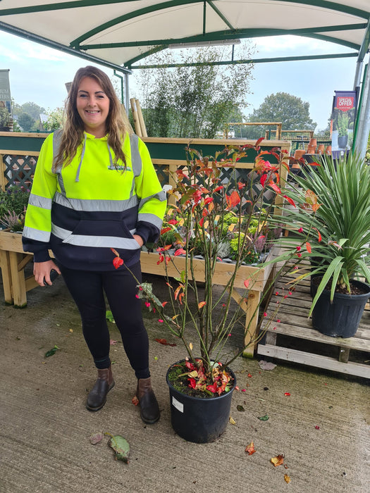 Euonymus Europaeus Red Cascade 20 Litre Pot 110/120cm