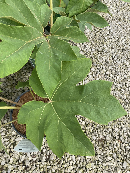 Tetrapanax Papyrifer- Rice Paper Plant 3 Litre Pot