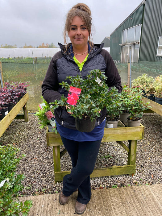 Azalea Japonica Toreador 2 Litre Pot