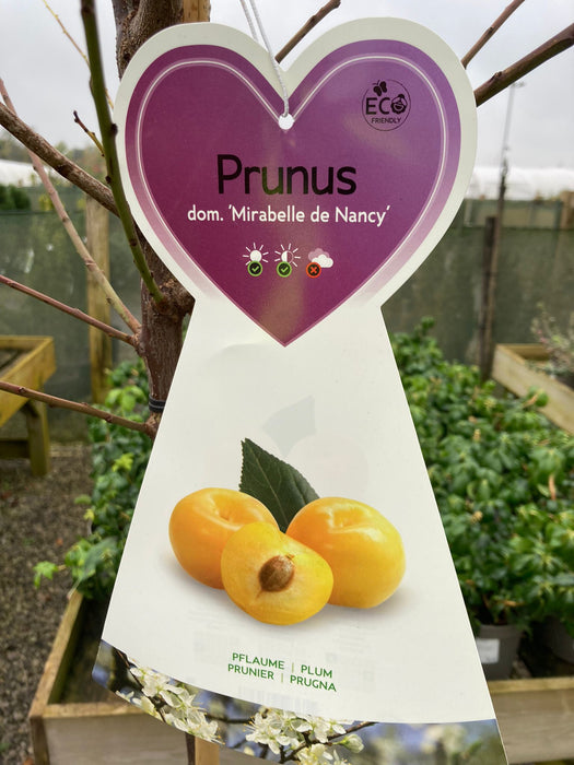 Plum Prunus Dom. Mirabelle de Nancy 7.5 Litre Pot Half Standard