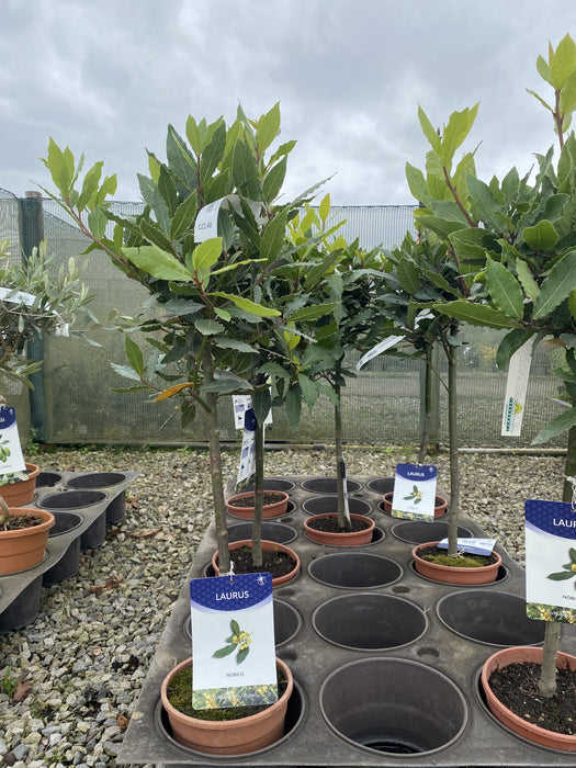 Laurus Nobilis Mini Standard 2 Litre Pot