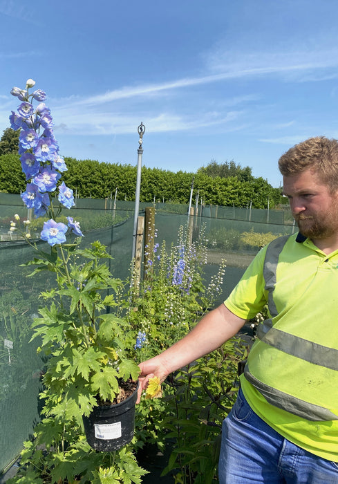 Delphinium Sky Blue White Bee 3 Litre Pot