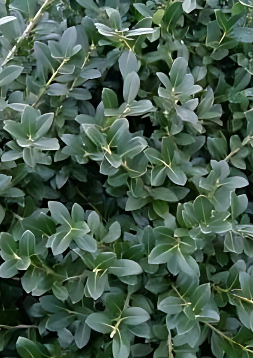 Ilex Crenata Green Hedge 20/30cm 3 Litre Pot