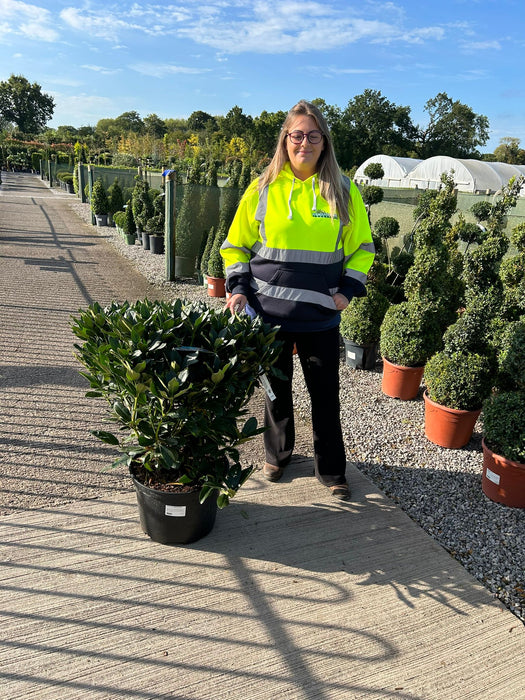 Rhododendron Hybrid Cunningham's White 25 Litre Pot Specimen