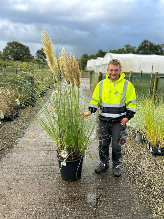 Cortaderia Selloana Pumila 40 Litre Pot Super Sized Specimen