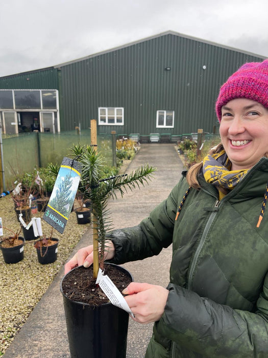 Araucaria Araucana 4 Litre Pot 30/40cm