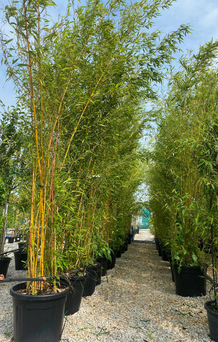 Bamboo Phyllostachys Aureosulcata Spectabilis 65 Litre Pot 3-3.5Metre