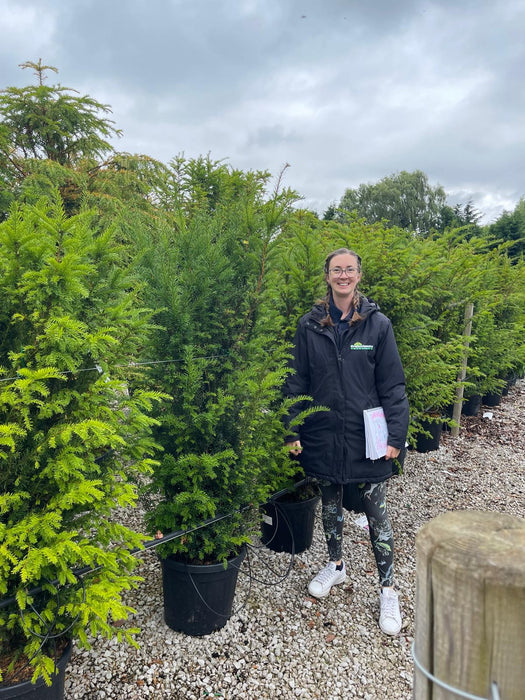 Yew Hedging 30 Litre Potted 140-150cm