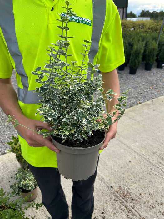 Euonymus Emerald Gaiety 2 Litre Pot