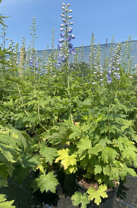 Delphinium Dark Blue White Bee 3 Litre Pot