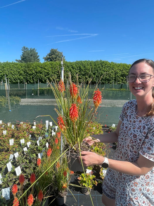 Kniphofia Mango Popsicle 2 Litre Pot