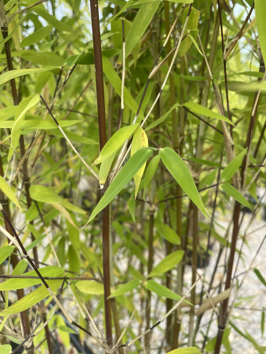 Bamboo Fargesia Murielae Winter Joy 25 Litre Pot