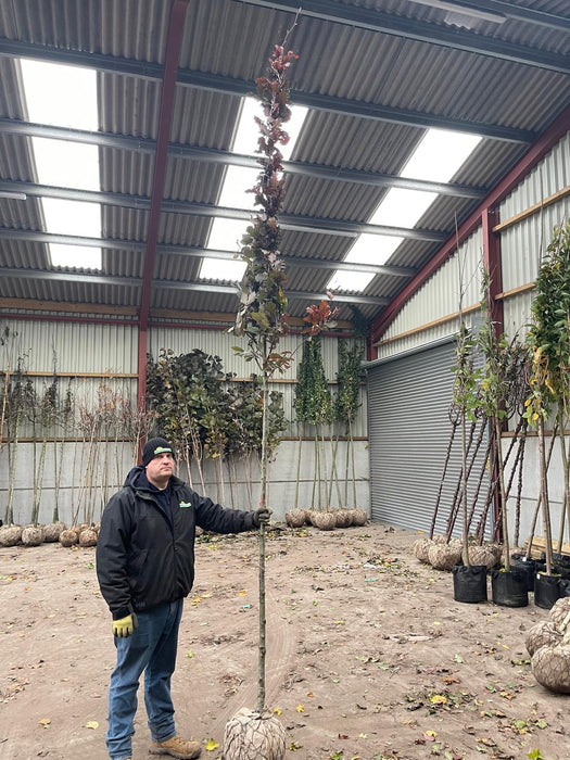 Fagus Sylvatica Atropunicea Rootballed 10/12cm Girth