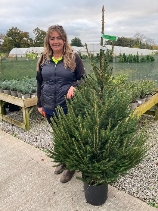 Picea Abies 125/150cm Pot Grown