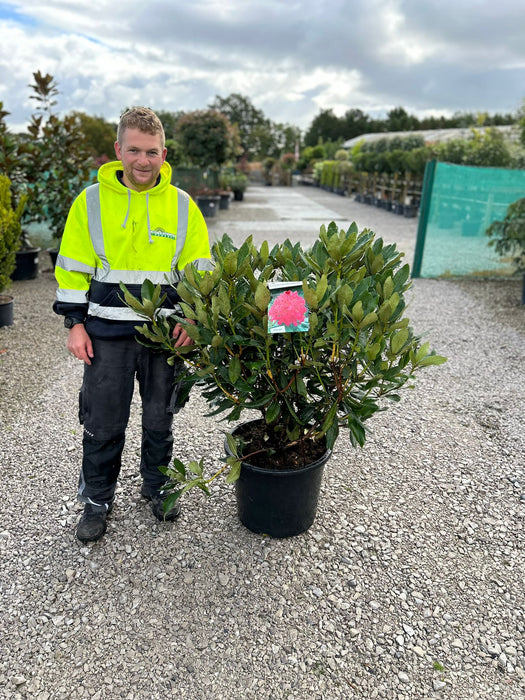 Rhododendron Hybrid Nova Zembla 40 Litre Pot Super Specimen