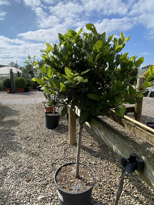 Laurus Nobilis 1/4 Standard 40 Stem 35 cm Head