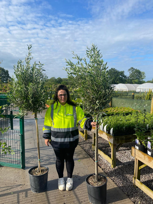 Olea Europea / Olive Tree Heavy 1/2 Standard 18 Litre Pot