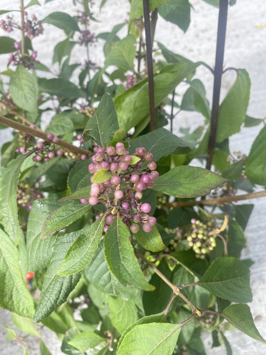 Callicarpa Imperial Pearl 10 Litre Pot