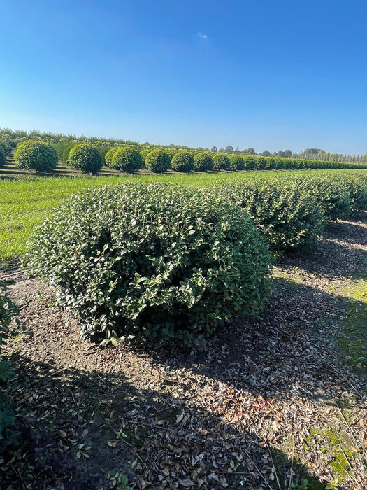 Osmanthus Burkwoodii Root Ball Topiary Dome 120cm Wide Dug To Order