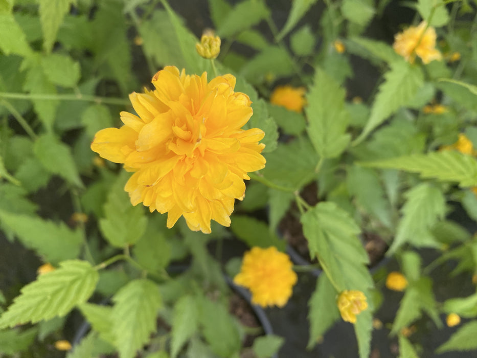 Kerria Japonica Pleniflora 3 Litre Pot